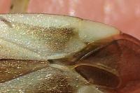 Adelphocoris lineolatus