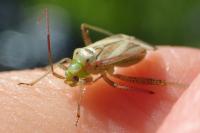 Adelphocoris lineolatus