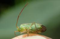 Adelphocoris lineolatus