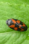 Cercopis vulnerata