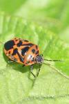 Eurydema ornata