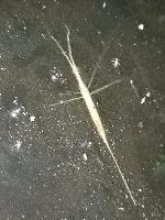 Ranatra linearis