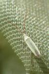 Trigonotylus caelestialium
