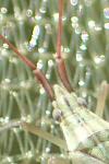 Trigonotylus caelestialium