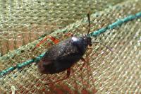 Capsus ater