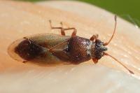 Cymus melanocephalus