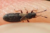 Ischnodemus sabuleti / Ischnodemus quadratus