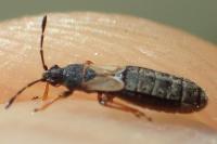 Ischnodemus sabuleti / Ischnodemus quadratus
