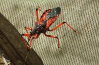 Rhynocoris iracundus / Rhynocoris cuspidatus / Rhynocoris rubricus