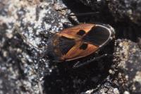 Lasiocoris anomalus