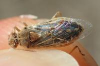 Liorhyssus hyalinus
