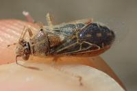 Liorhyssus hyalinus