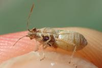Liorhyssus hyalinus