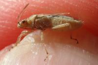 Liorhyssus hyalinus