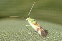 Megalodactylus macularubra