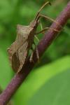 Coreus marginatus