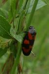 Cercopis vulnerata
