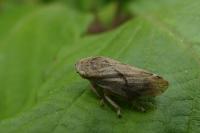 Philaenus spumarius