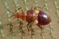 Anthocoris