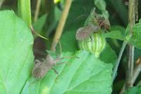 Coreus marginatus