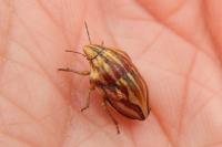 Odontotarsus purpureolineatus
