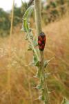 Cercopis vulnerata