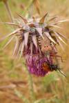 Rhynocoris erythropus