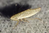 Mocydiopsis