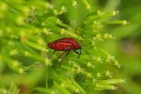 Graphosoma italicum
