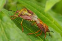 Carpocoris