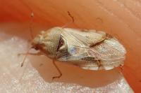 Artheneis foveolata