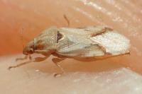 Artheneis foveolata