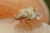 Artheneis foveolata