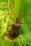 Coreus marginatus