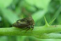 Centrotus cornutus