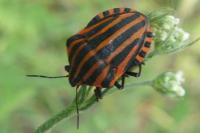 Graphosoma italicum