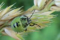 Palomena prasina