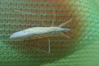 Nabis capsiformis