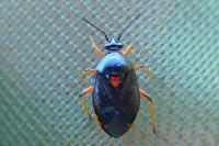 Deraeocoris ribauti
