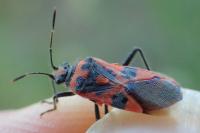 Corizus hyoscyami