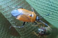 Deraeocoris punctum