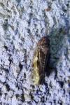 Allygidius atomarius