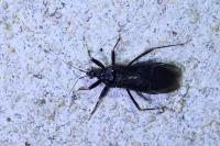 Reduvius personatus