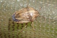 Neottiglossa leporina