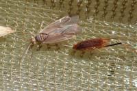 Plagiognathus fulvipennis