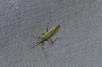 Stenodema calcarata