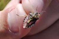 Carpocoris purpureipennis