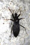 Reduvius personatus