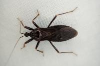 Reduvius personatus