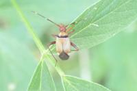 Adelphocoris vandalicus